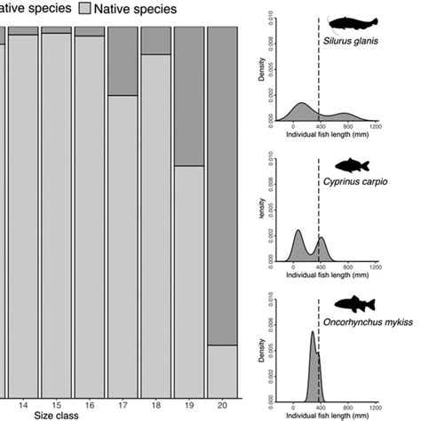 On The Left Panel Overall Contribution Of The Native E G Barbus Download Scientific