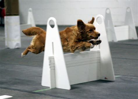 Flyball – NSDTRC-USA