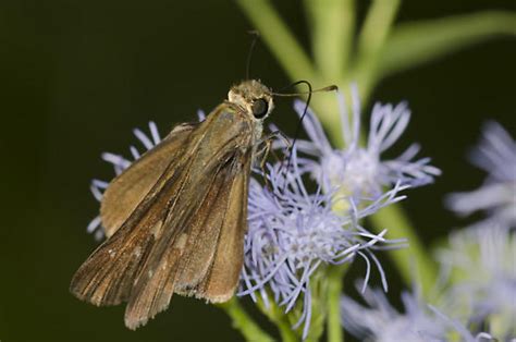 Ocola Skipper Panoquina Ocola Bugguide Net