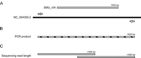 16s Rdna Sequencing Strategy A Nc0043502 Streptococcus Mutans