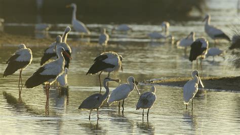 Vos Photos Expos Es Sur Les Sentiers De La R Serve Ornithologique Du