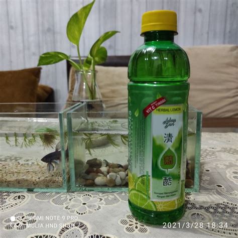 Jual Adem Sari ChingKu Lemon Botol 320ml Shopee Indonesia