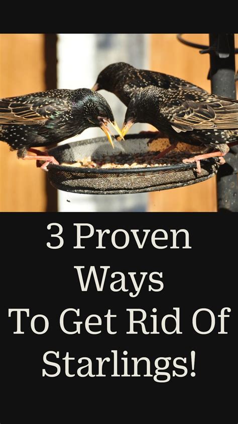 Proven Ways To Get Rid Of Starlings Today Artofit