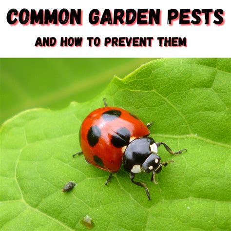 Common Garden Pests Ace S Garden Landscape Llc