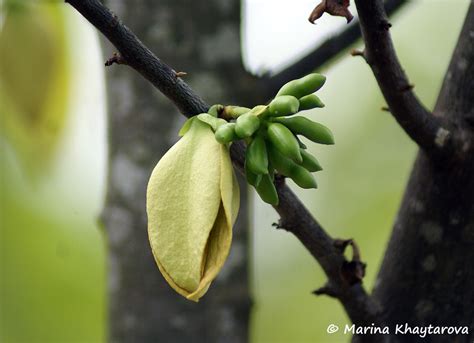 Trees Of Tropical Asia Goniothalamus Laoticus