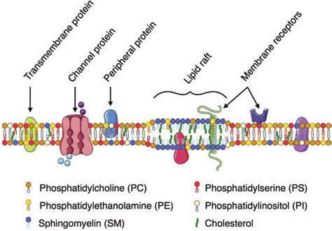 Biological Membranes Are Complex In Both Lipid Composition And