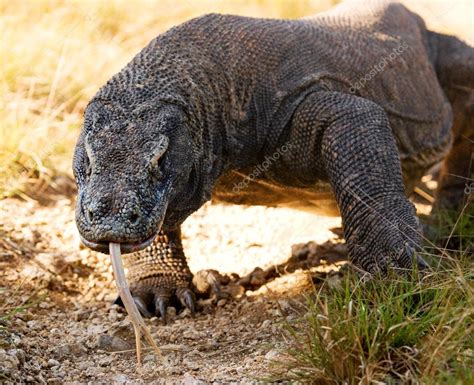 Komodo Dragon Varanus Komodoensis Stockfotografi GUDKOVANDREY