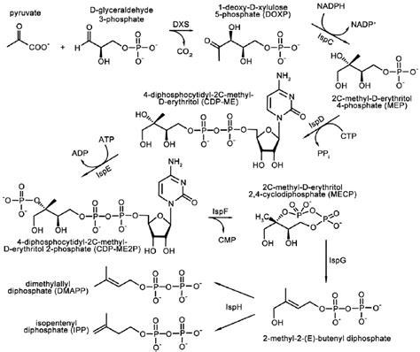 Non Mevalonate Pathway Providing The Isoprenoid Precursors Ipp And Download Scientific Diagram