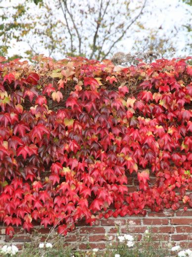 Parthenocissus Tricuspidata Veitchii Robusta Oosterse Wingerd