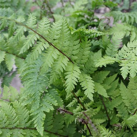 Athyrium Filix Femina Var Angustum Lady In Red Midwest