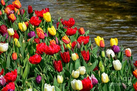 Kaye Menner On Twitter Tulips By The Water Print By Kaye Menner