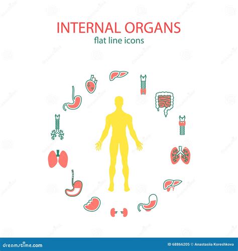 Linea Piana Icone Messe Degli Organi Interni L Icona Medica Degli