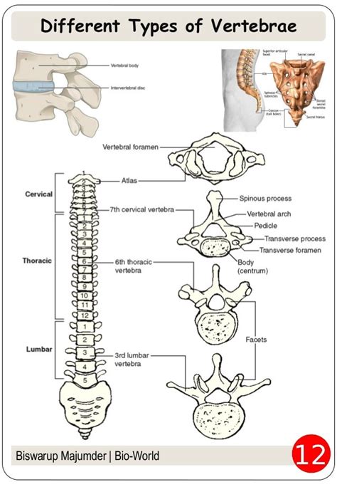 Skeleton : Movement and Locomotion