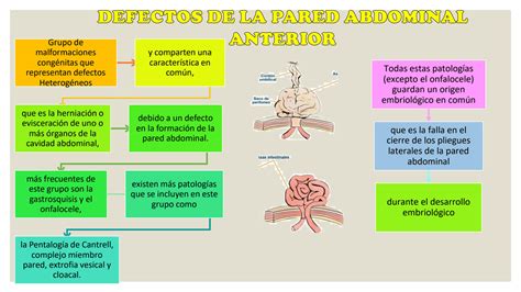 Solution Malformaciones De La Pared Abdominal I Studypool