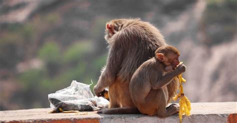 What Do Baboons Eat 17 Foods In Their Diet A Z Animals