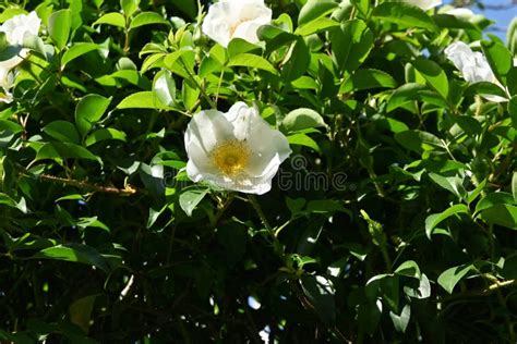 Cherokee Rose Rosa Laevigata Flowers Stock Image Image Of Rose