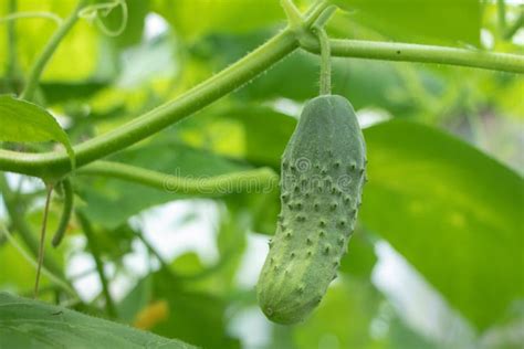 Pepino De Planta Joven Con Flores Amarillas Macro De Cierre De Pepino