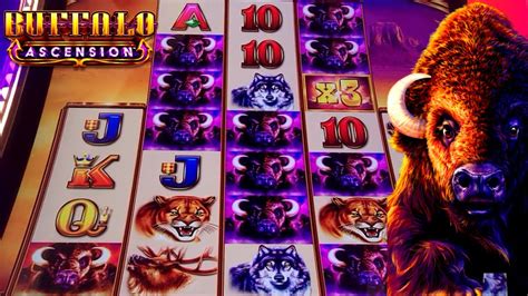 Stampede With A Multiplier X X Free Spins Buffalo Ascension