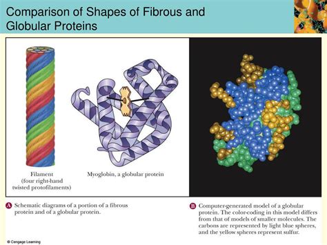 PPT Chapter Four The Three Dimensional Structure Of Proteins