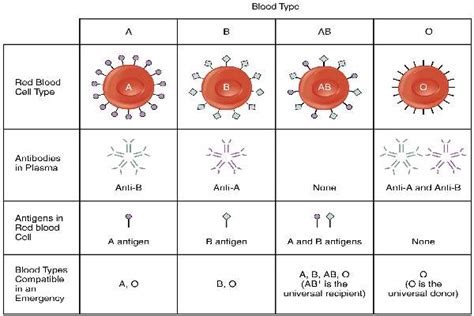 Karl Landsteiner Biography: Discoverer of Blood Groups | BroadBiography