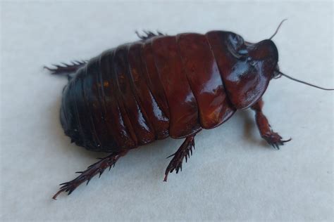 Giant Burrowing Cockroach Macropanesthia Rothi Framed - Etsy