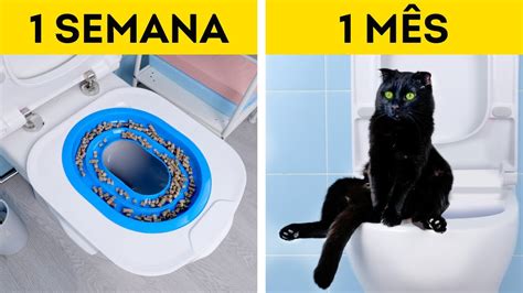 Truques Preciosos Para Quem Tem Pets Em Casa Macetes Para Animais De