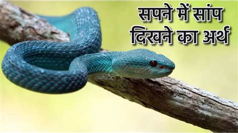 Snake In Dream सपने में सांप देखने से मिलते हैं ये शुभ संकेत Snake