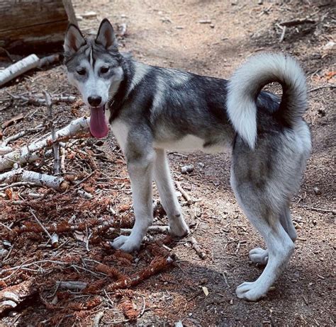 Why Do Huskies Have Curly Tails