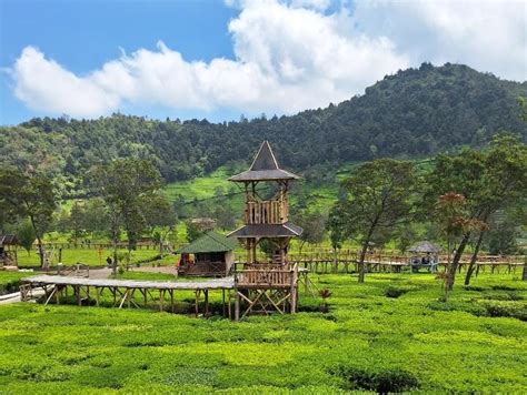 Wisata Kebun Teh Sikatok Di Wonosobo RADIO UNIMMA