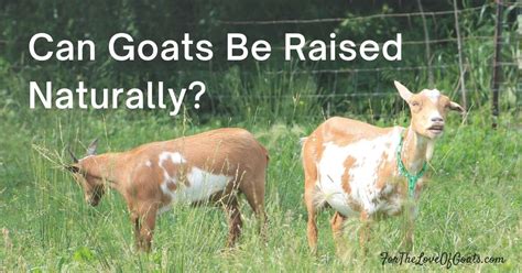 Can Goats Be Raised Naturally