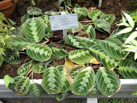 Dormeuse Maranta Leuconeura Entretien Arrosage Rempotage