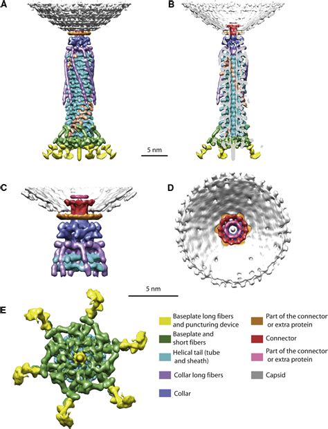 Cryo Electron Microscopy Three Dimensional Structure Of The Jumbo Phage