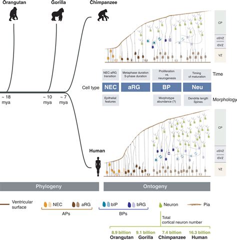 From Stem And Progenitor Cells To Neurons In The Developing Neocortex