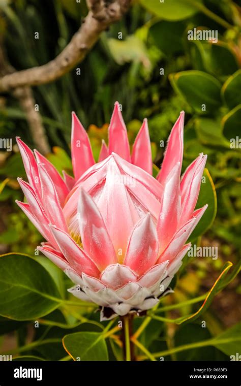 King Protea flower Stock Photo - Alamy