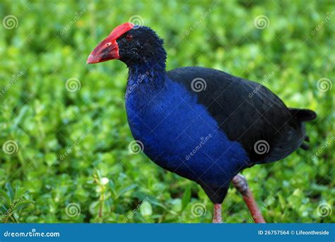 A Close Up Shot Of A Colorful Red Seal Coot Bird Stock Photo Image Of