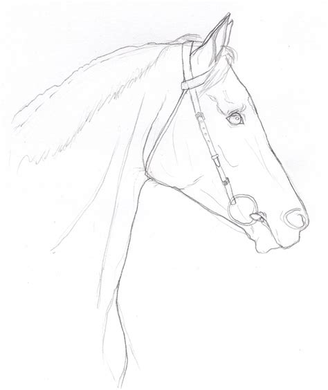 Horse Head Images Drawing at GetDrawings | Free download