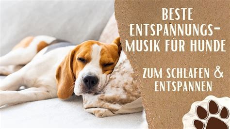 Beste Entspannungsmusik für Hunde Beruhigende Klänge für stressfreie