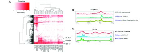 The Transcription Factor Binding Motifs Are Enriched On The High