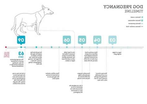 Labrador Retriever Pregnancy Timeline