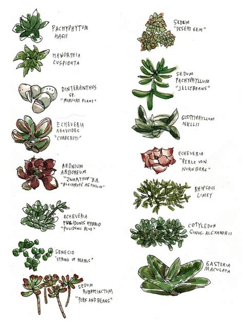 Ms Ever Green An Illustrated Guide To Knowing Your Succulents