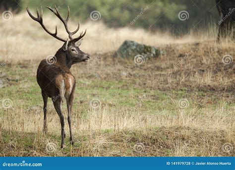 Red Deer Cervus Elaphus Wild Stock Photo Image Of Male Countryside