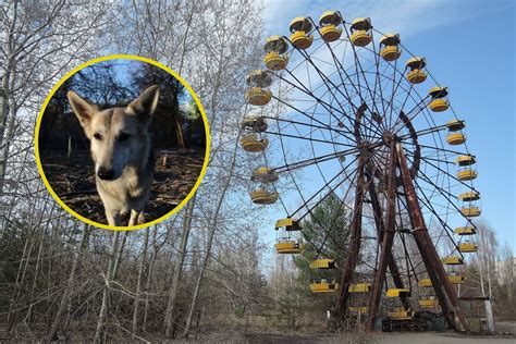 Chornobyl Dogs Dna Evolves Reveals Survival Secrets