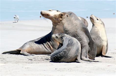 Australian Sea Lion Habitat Glad Philis