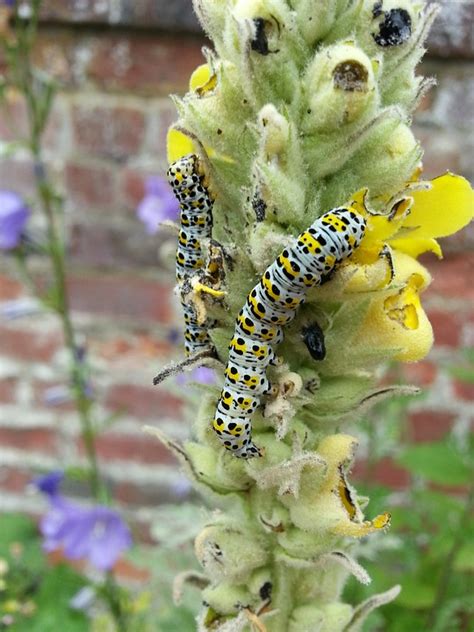 Caterpillar Flower Brick Wall - Free photo on Pixabay - Pixabay