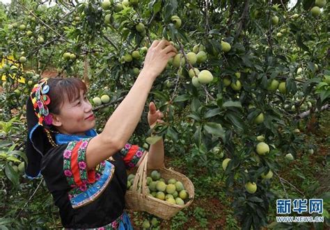 雲南元謀：桃李豐產 農民增收 每日頭條