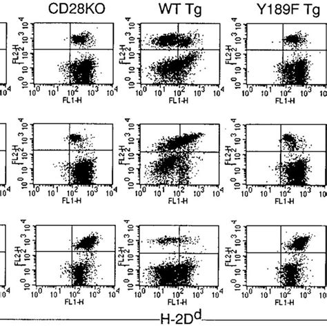 Donor Chimerism After Adoptive Transfer Of Cd Transgenic Splenocytes