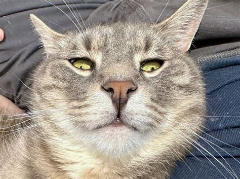 Close Up Portrait Of A Grey Tabby Cat With Yellow Eyes In Funny Scary