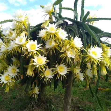 Pitaya Amarela Golden Roxa Do Par E Vietn Branca Kit Muda