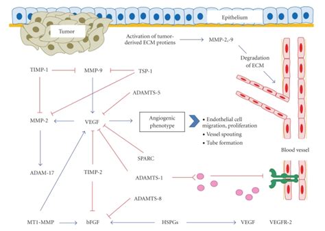 Summary Of Various Extracellular Matrix Ecm Proteins That Are