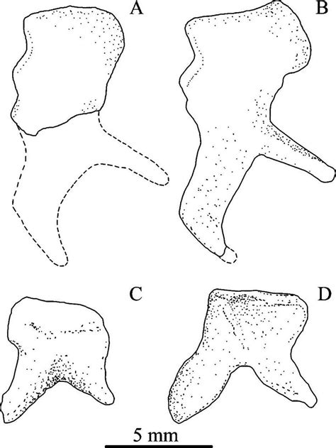 Right Malleus Of Glossotherium Harlani A And Lestodon Armatus MNHN